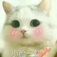 猫咪的动作都表示什么,猫咪的动作都代表什么呢