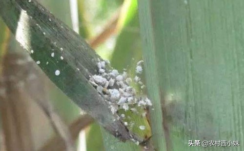 棉蚜虫最佳治疗方法,甘蔗棉蚜虫用什么药消灭