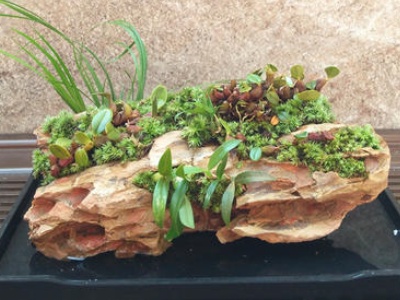 盆栽麝香石斛,金钗石斛盆栽