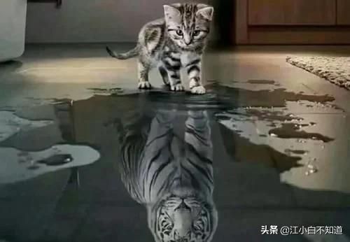 猫咪见到老虎原来我长大后这么猛,猫咪第一次见到老虎反应真呆萌