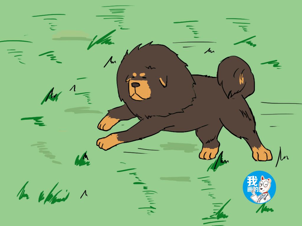 关于藏獒的一些基础知识,藏獒为什么从小就凶