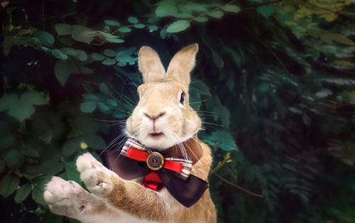 养兔拉稀怎么办,养兔拉稀