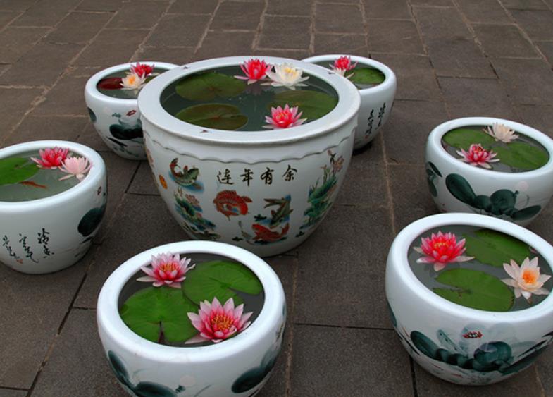 睡莲的养护养花小技巧图片,睡莲的营养液可以给富贵竹用吗