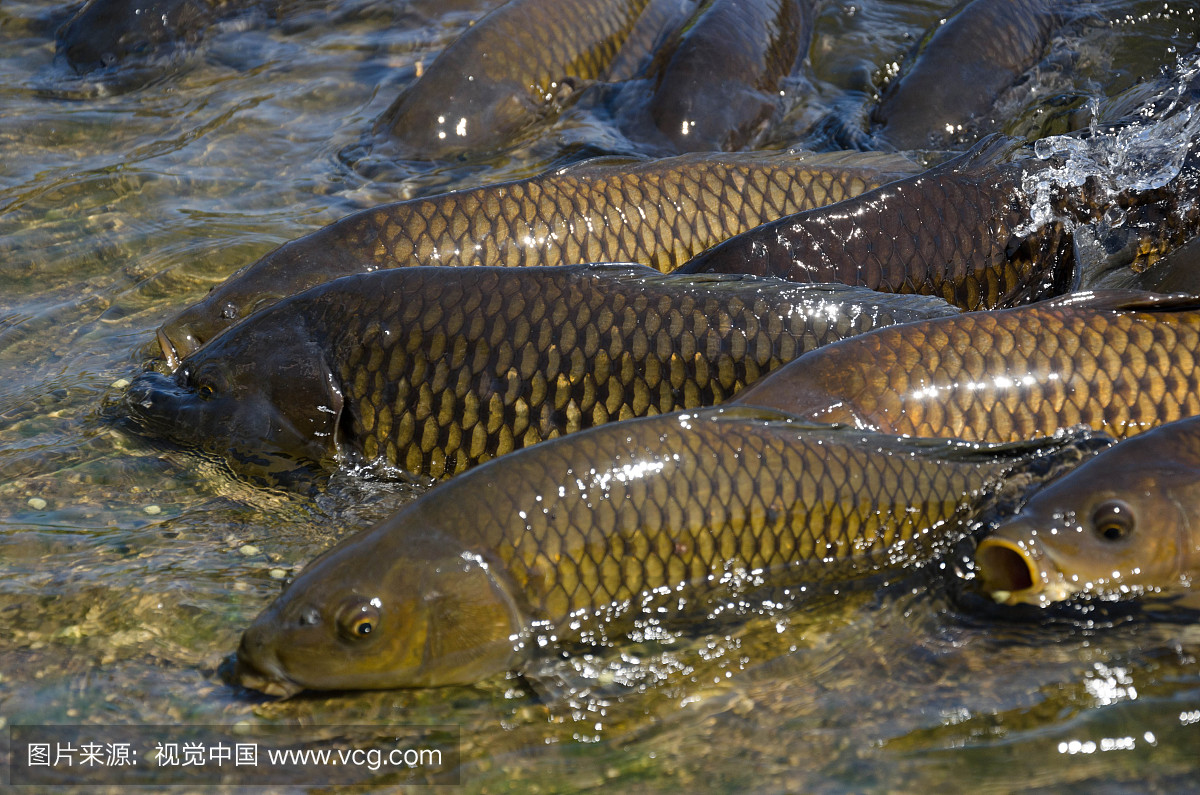 常见的鱼类习性知道怎么让它上钩