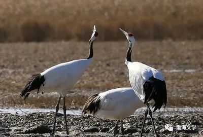 海门张謇铜像移位风水,张謇墓坐向