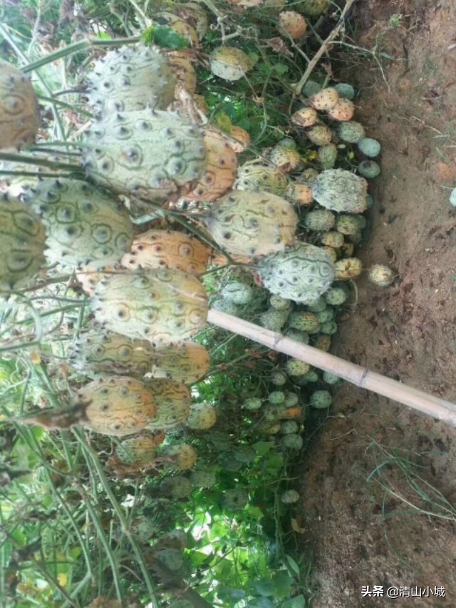 带刺的火参果,天价火参果