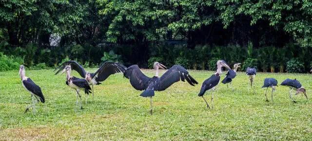 长隆飞鸟乐园拍鸟攻略,广州长隆飞鸟乐园可以摸哪些鸟