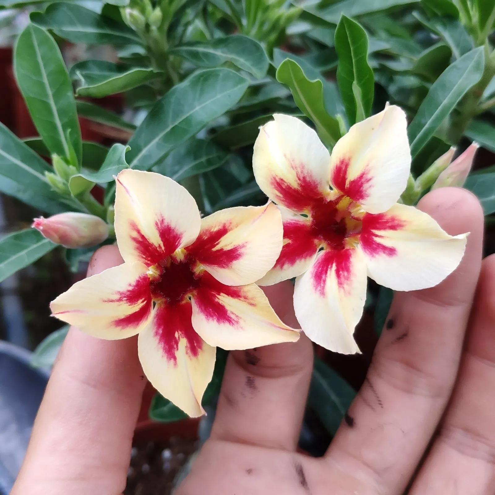 84个沙漠玫瑰品种，收起来慢慢看，待到来年春天选几种喜欢的养