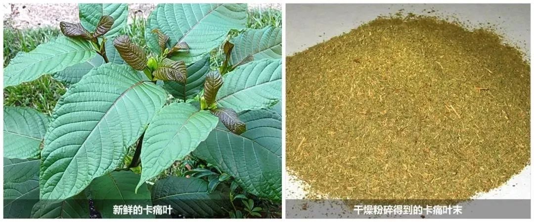 禁毒知识毒品的危害答案,禁毒科普要小心这些套路都有毒