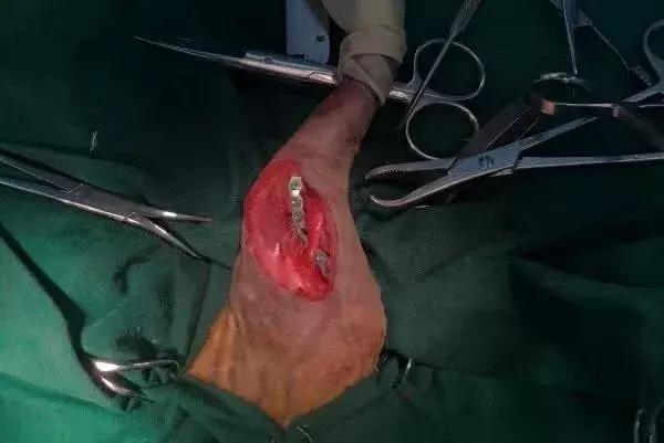 猫咪狗狗骨折了怎么办？扒一扒宠物“骨子里”的那些事