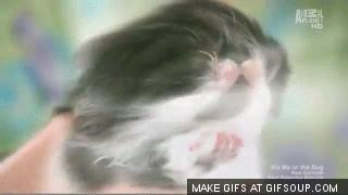 猫咪轻松除毛,猫咪毛发干枯毛躁怎么护理