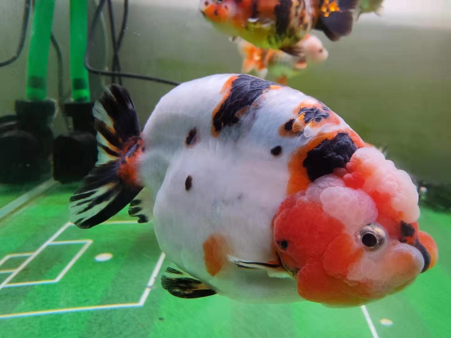 新手养鱼入坑全过程,新手养鱼入门完全教程合集