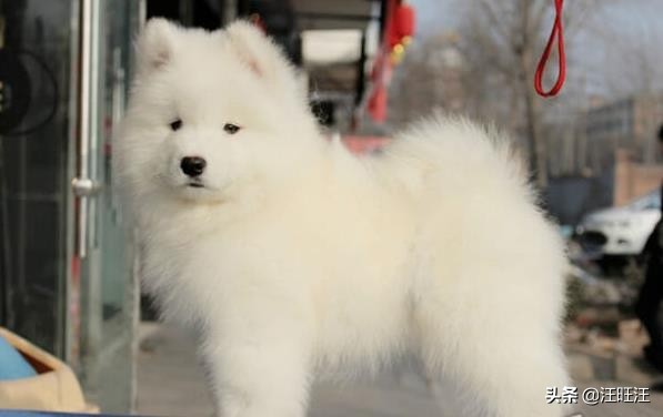 怎么判断萨摩耶是不是纯种的,怎么辨别萨摩耶是纯种的