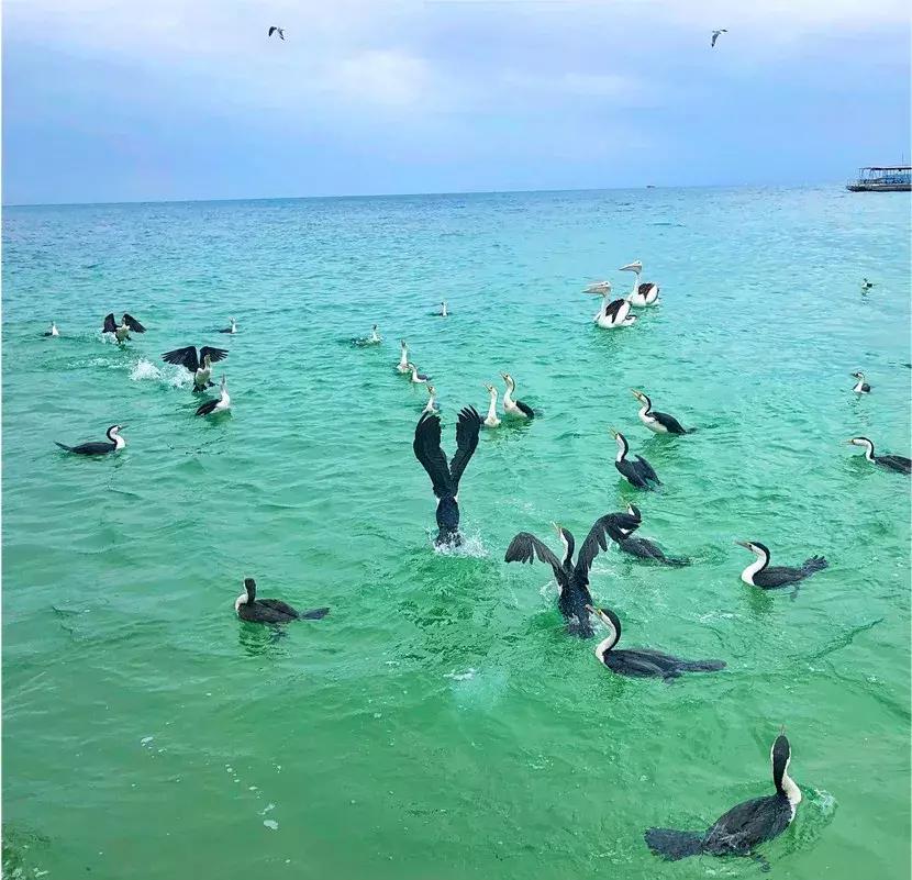 澳大利亚海洋生物旅游,澳大利亚海上游