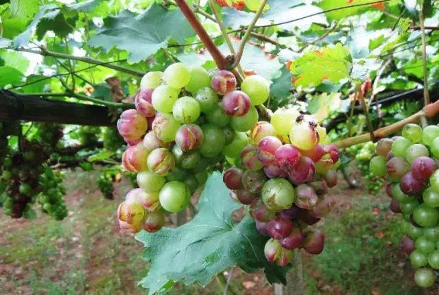 葡萄有果锈是什么病,葡萄树干开裂是怎么回事