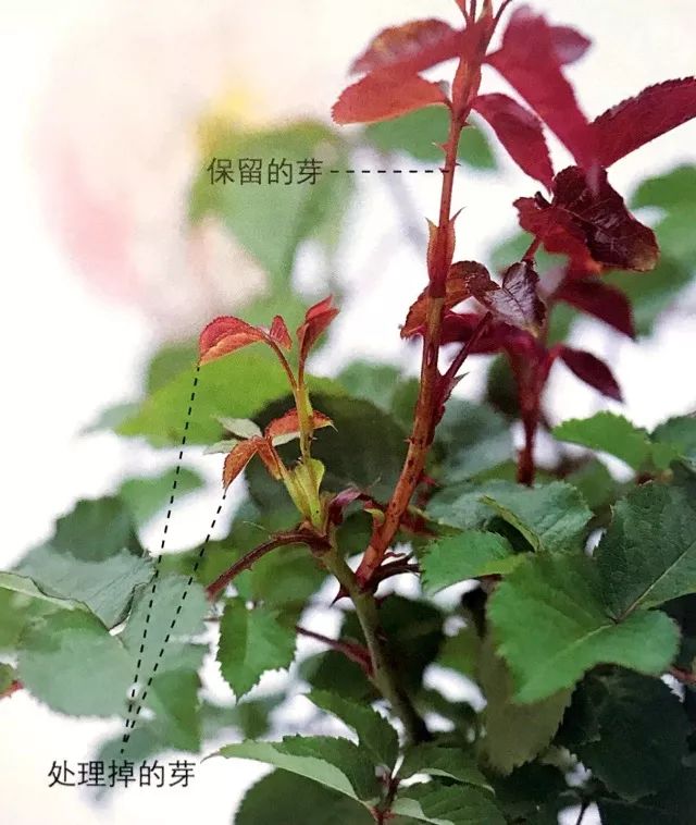 玫瑰爆芽初期怎么爆更多芽,玫瑰爆根的方法