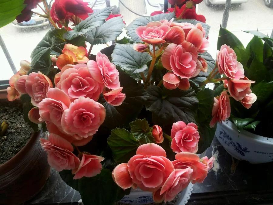 什么花最好养最耐阴,什么花最好种又耐阴