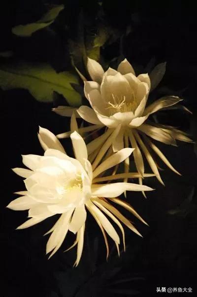 一至十二月的花期,12月到2月份的花期