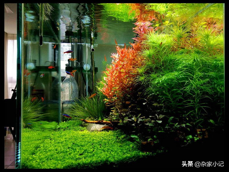 养水草基本功,养水草大概几周生长