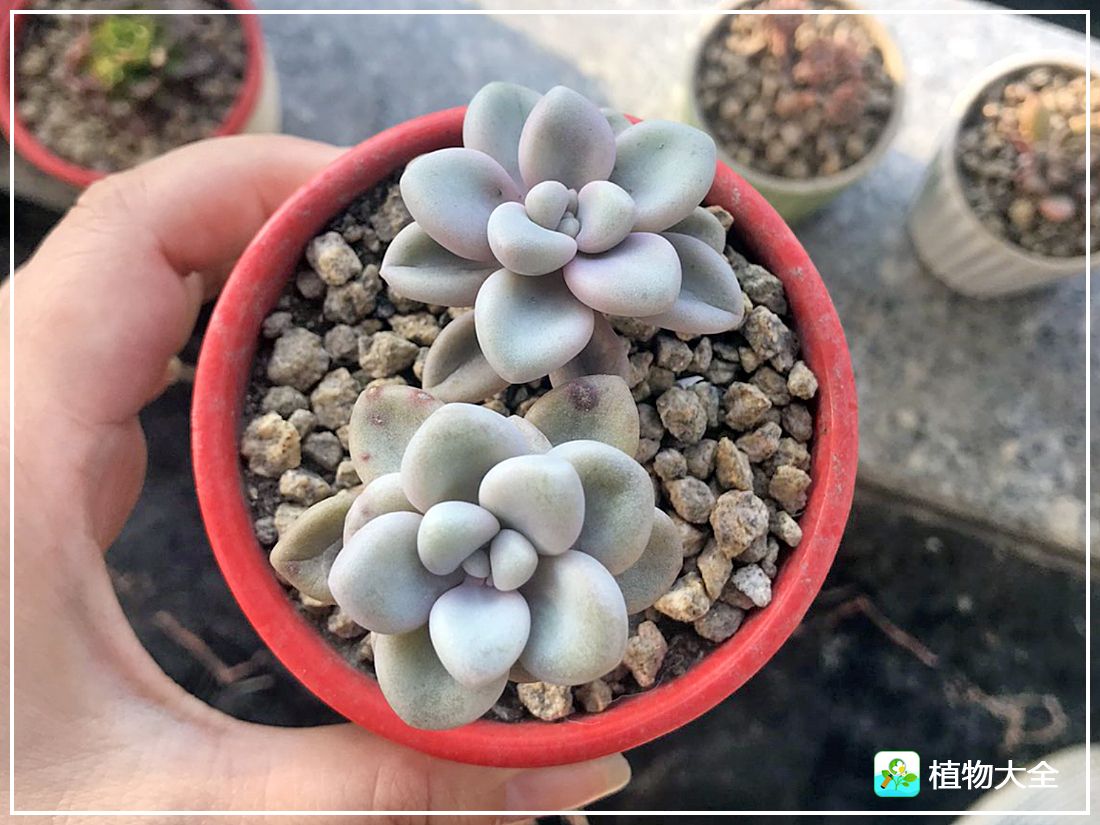 多肉植物艾伦视频,多肉植物艾伦价位