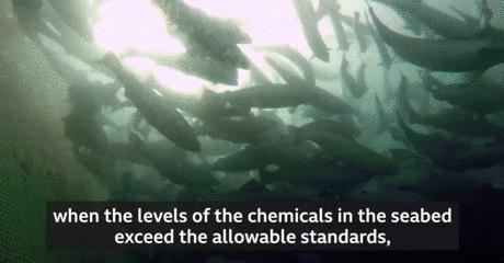 “最毒僵尸鱼”,外媒曝挪威三文鱼养殖乱象,看完胃不好了