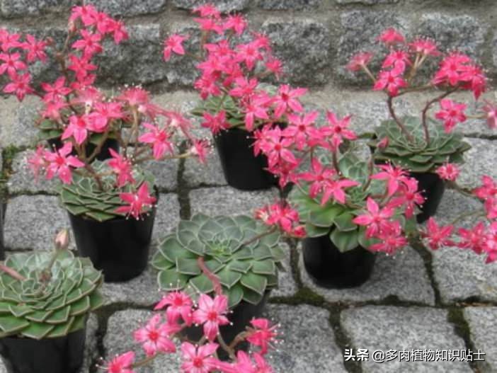 10种公认阳台露养的多肉,夏天阳台露养多肉