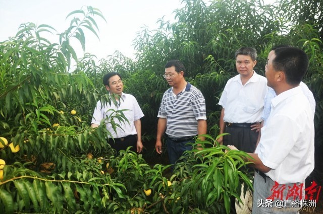 待到山花烂漫时诗文,待到山花烂漫时革命英烈