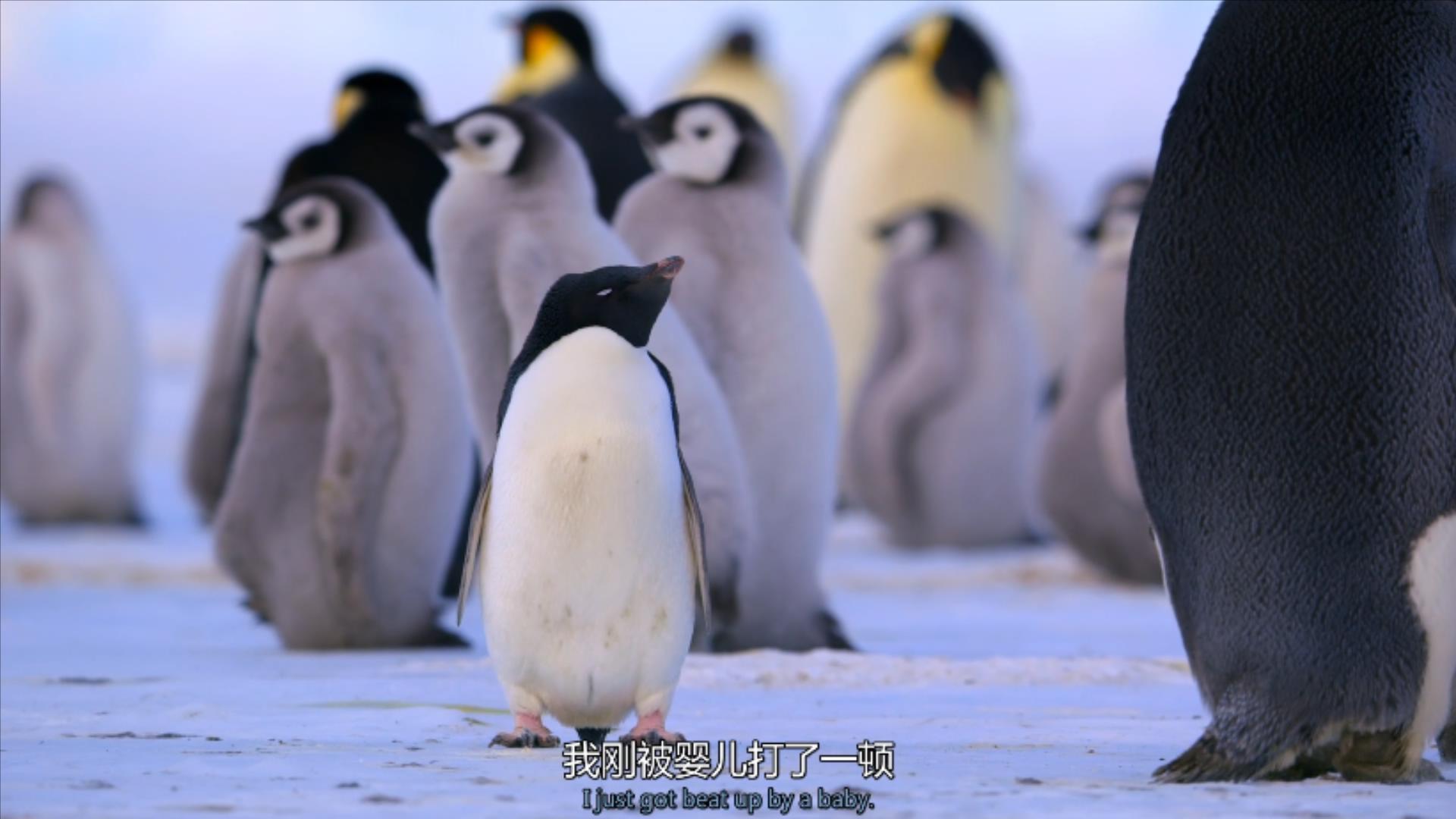 大过年的,被这些小萌萌给笑掉了头