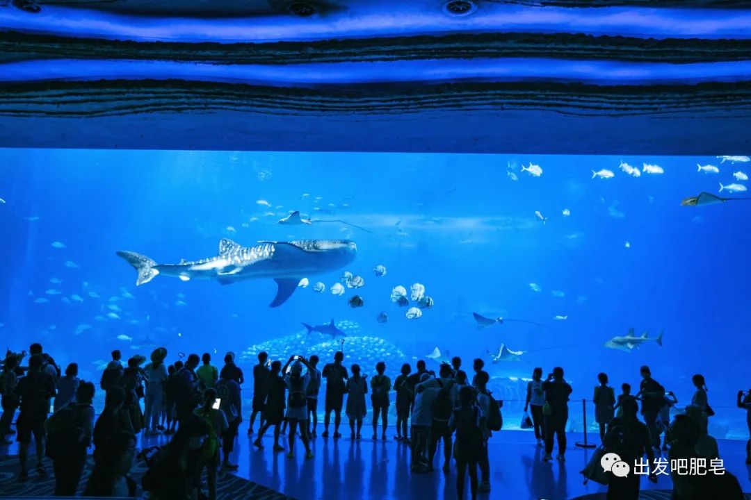 一天珠海长隆最全游玩攻略,最新的珠海长隆游玩攻略