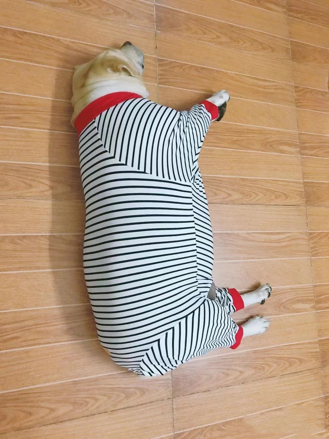 怎么养拉布拉多毛会好,怎么养拉布拉多的方法大全