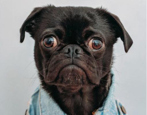 dogperson鏄粈涔堟,dogperson鏄粈涔堜汉