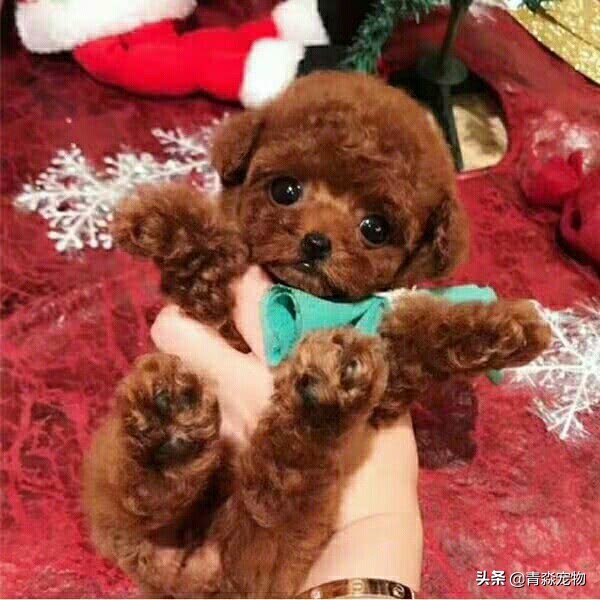 泰迪最后两颗牙齿牙结石怎么去,泰迪狗牙结石严重能吃什么啊