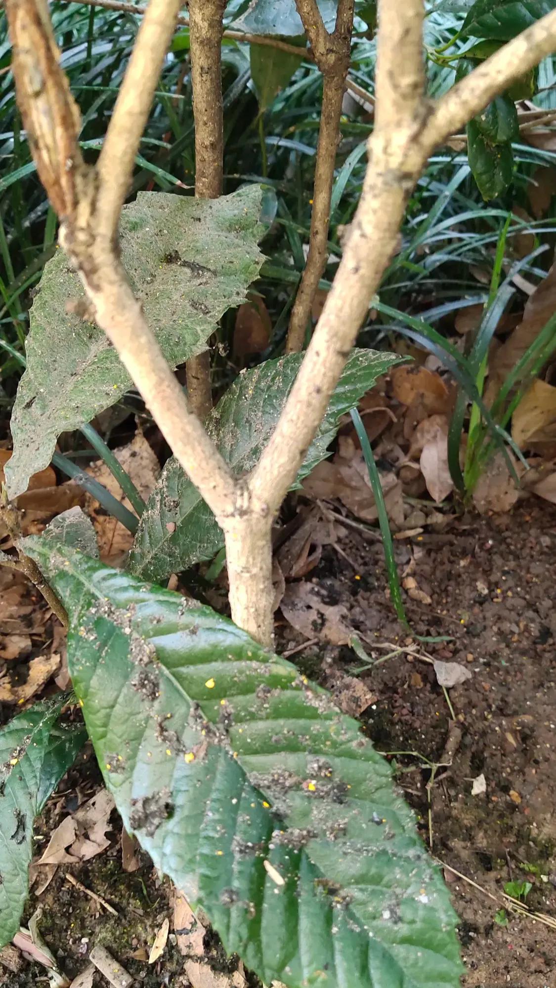 弹弓新手不走歪路,弹弓新手的困扰