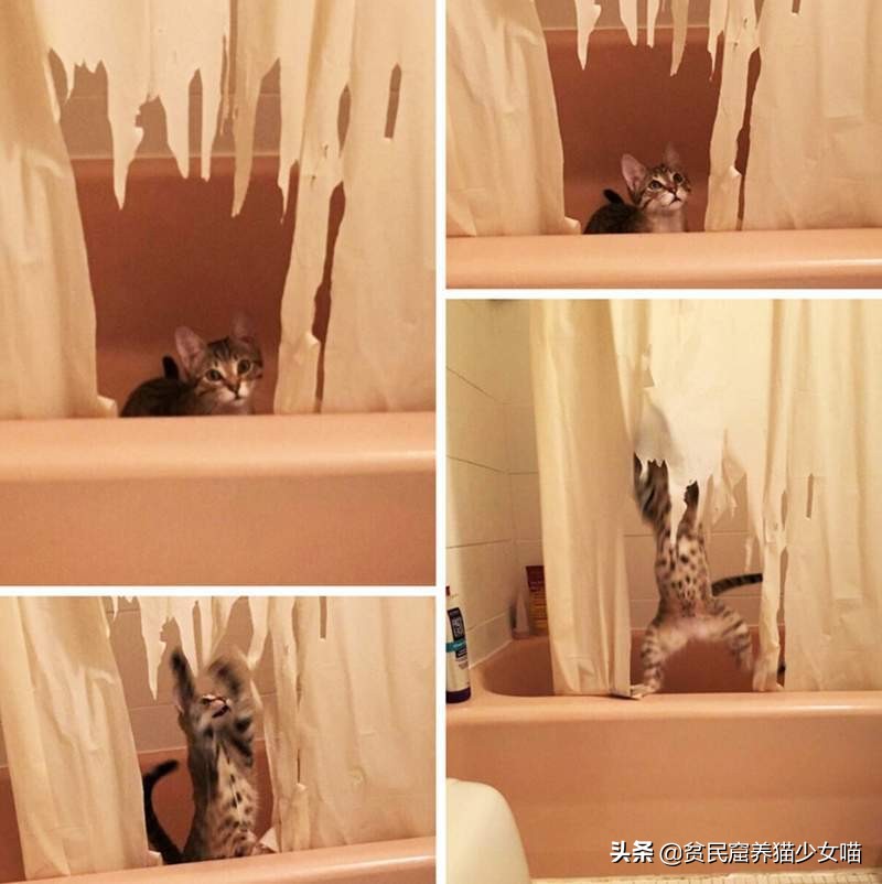 猫咪爱撕卫生纸怎么办,淘气的猫咪该怎么办