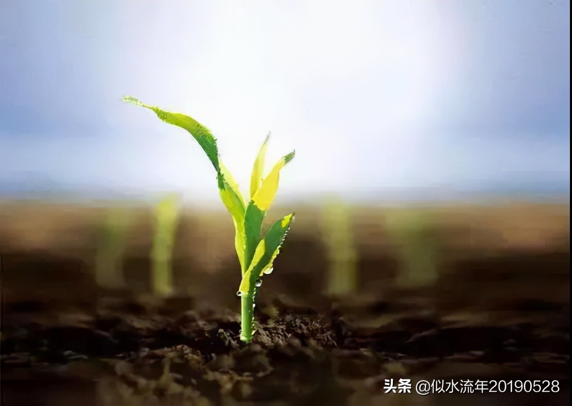 散文《玉米苗着火之后》读后感