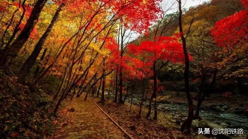 这份攻略带你走进最佳赏枫地,四大赏枫胜地你最想打卡哪个