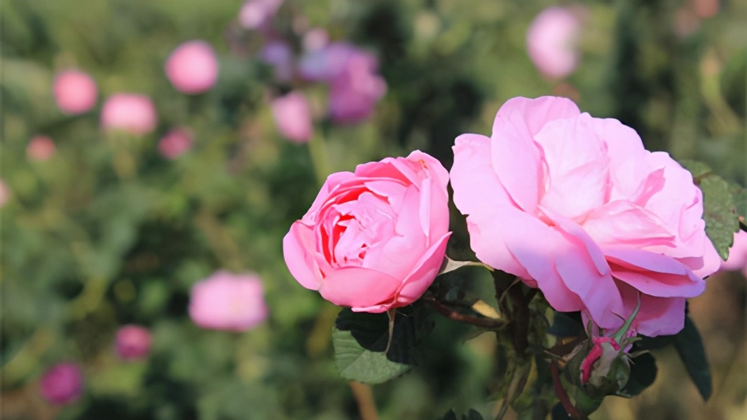 精油的基础知识大全,精油的护肤知识