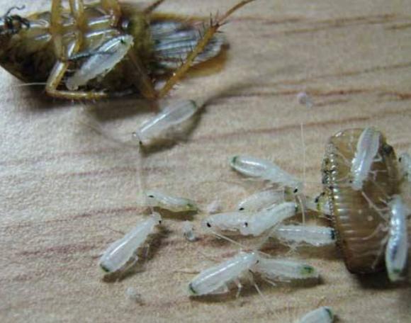 用什么方法去消灭蟑螂生活小妙招,除蟑螂最有效方法彻底消灭蟑螂