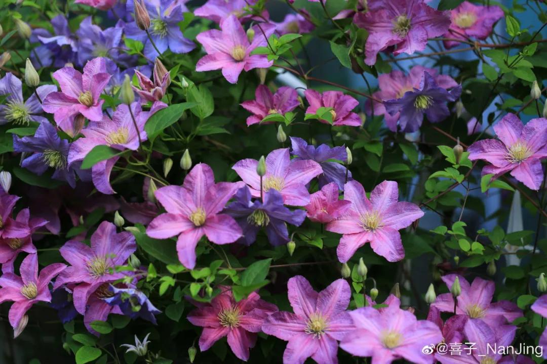 藤本植物皇后铁线莲,藤本皇后铁线莲品种