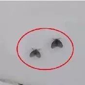 卫生间有黑色的小飞虫是怎么回事,家里的黑色小飞虫用什么药治