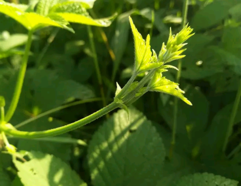 野地里带刺的植物叫什么,容易让人花粉过敏的植物