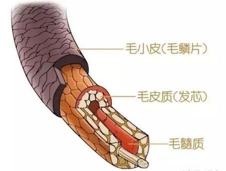 沙宣“退位让贤”,护发届翘楚“阿玛尼”上线,网友:良心洗发水