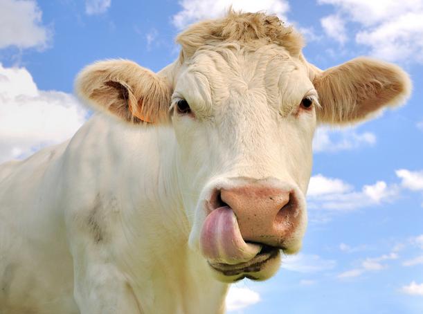 牛不发情怎么办？牛不发情用什么药好？牛不发情是什么原因？