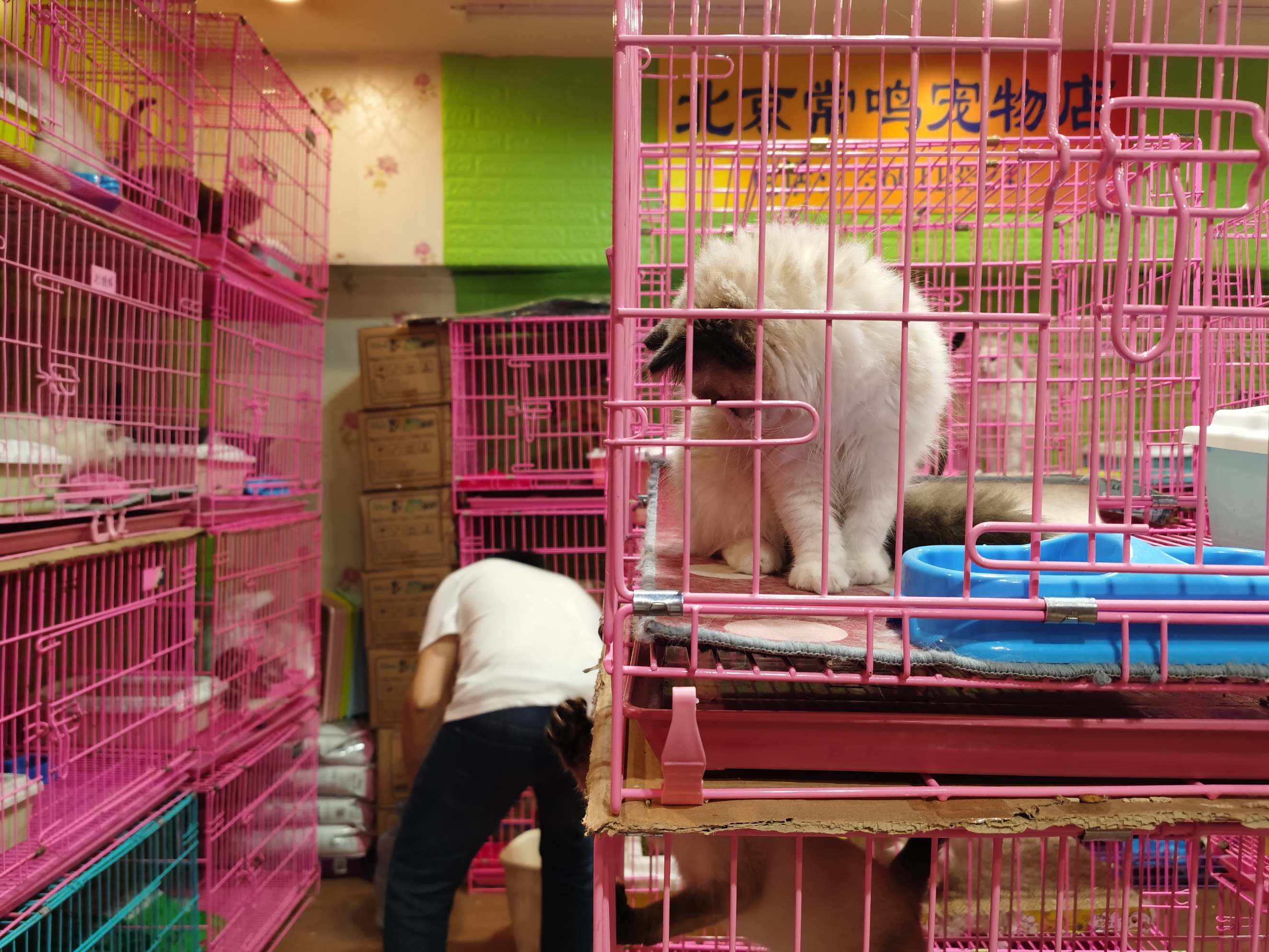 最新宠物盲盒事件,宠物盲盒事件从哪儿开始的