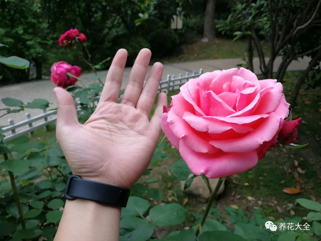 绿萝与铜钱草四季养护,怎么让铜钱草长得和绿萝一样