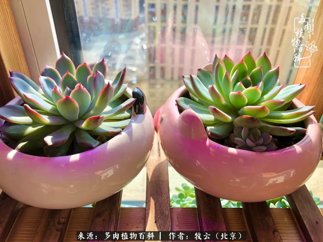 日常生活中常见的多肉植物,多肉植物神奇之处