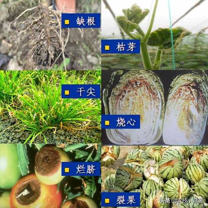 钙肥用了可不少，为啥作物补钙效果差？果实为啥还会裂口和烂果？