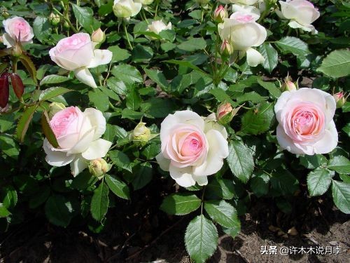 如何制作月季的肥料,月季自制液体肥怎么用最好