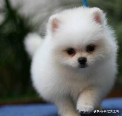 颜值高不掉毛的博美犬,最好看的博美小型犬