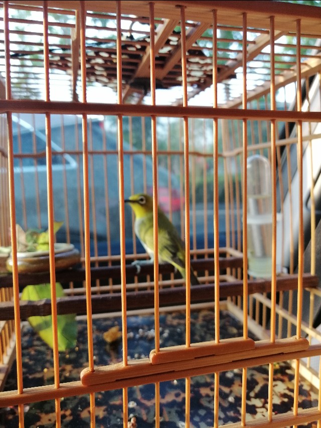 防鸟啄方法,如何有效防止鸟呛奶